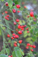 Obraz premium Bright red rosehips on a wild rose hedge
