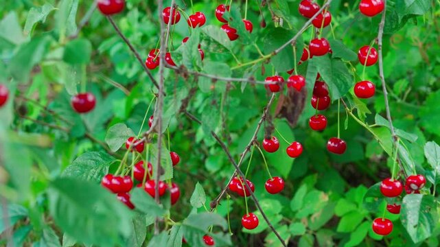 Thin branches stretch outward, covered with green foliage. Between the leaves hang bright, glossy cherries, like ruby droplets. Close-up shot.