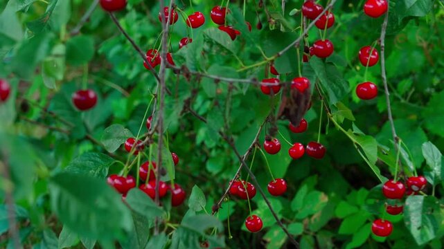 Thin branches stretch outward, covered with green foliage. Between the leaves hang bright, glossy cherries, like ruby droplets. Close-up shot.
