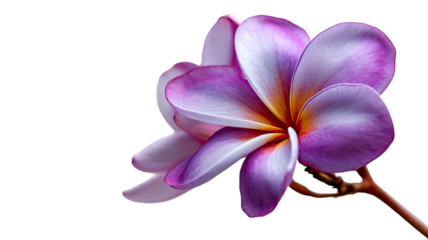Closeup macro of a single violet crocus flower with purple petals and green stem, isolated on a clean white background