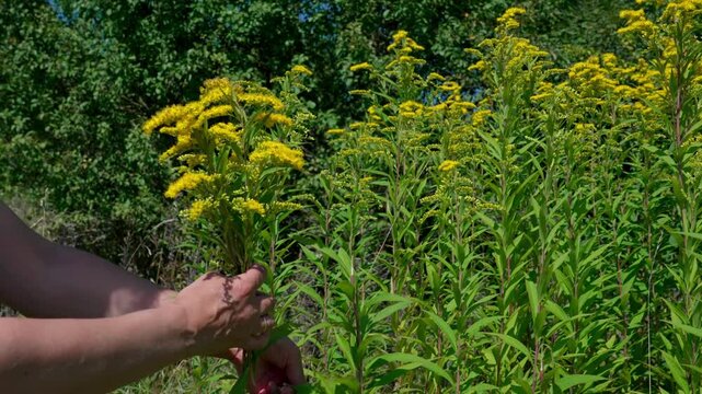 A woman's hand is picking the stems of goldenrod with its beautiful yellow flowers. Sunny day, medium shot. A wild medicinal plant used for many ailments.