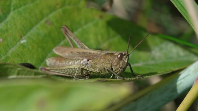 A red grasshopper (Gomphocerippus rufus) sits sideways on a green leaf. Medium shot. Lithuanian nature.