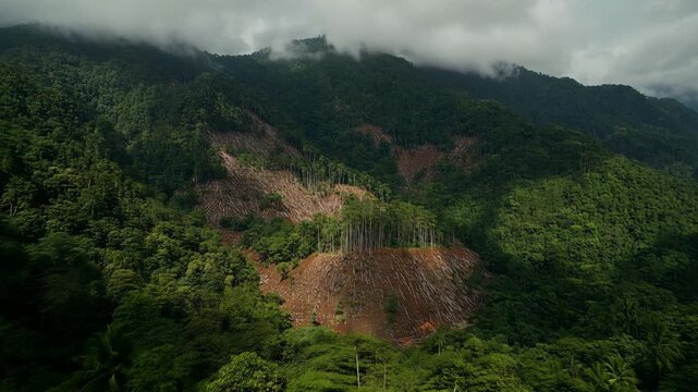 Trees are cut down in a forest area of Java Indonesia for agriculture and land development