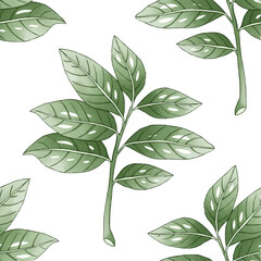 Seamless pattern Tree laurel.