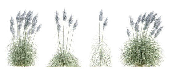 3d render set of white pampas grass clusters on transparent background