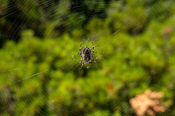 Close-Up of a Spider on Its Web Against a Blurred Green Background