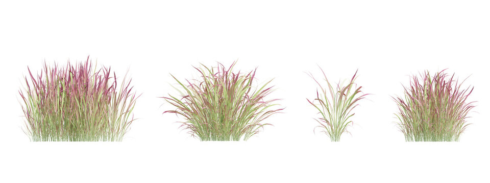 3d pink ornamental imperata cylindrica rubra grass clusters on transparent background
