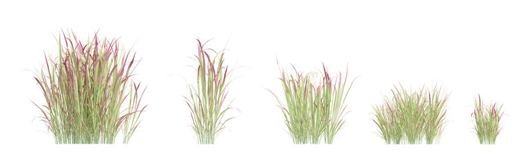 3d render of pink ornamental cylindrica rubra grass clusters with thin, textured blades on a transparent background, ideal for landscaping visuals and natural design elements