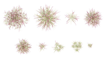 Top view of 3d grass imperata cylindrica clusters with thin, textured blades on a transparent background