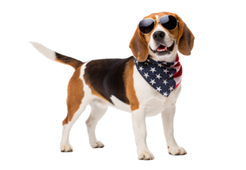 Beagle with aviator sunglasses wearing patriotic flag scarf, isolated on a transparent background