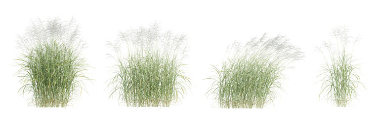 Miscanthus Flavidus 3d Grass Plant in Lush Green Clusters with Delicate Leaves on Transparent Background