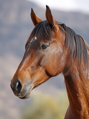 Obraz premium Majestic Bay Horse Portrait: Close-Up Side Profile of a Beautiful, Well-Groomed Equestrian Animal with a Dark Mane and White Blaze, Set Against a Softly Blurred Mountainous Outdoor Landscape