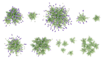 Top view set of 3d illustration lavender flower bushes with purple blooms on a transparent background
