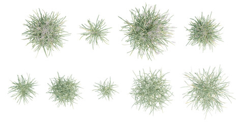 Top view set of 3d illustration miscanthus floridulus grass plant on a transparent background