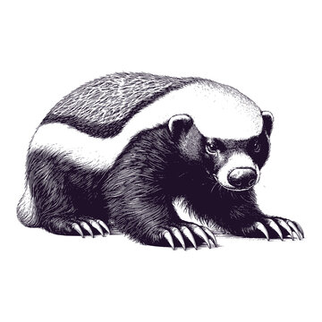 honey badger