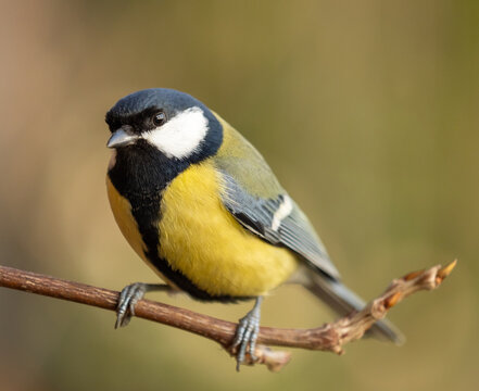 Great tit on a branch