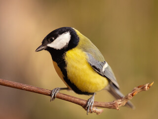 Obraz premium A great tit sitting in profile on a branch