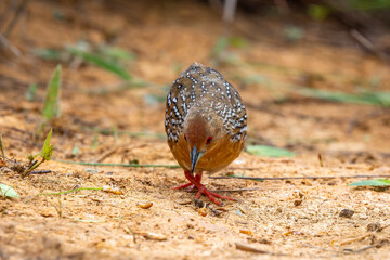 Ocellated crake 