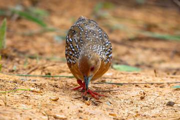 Ocellated Crake 