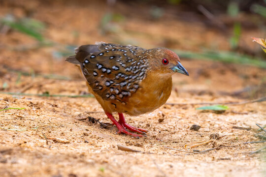 Ocellated crake