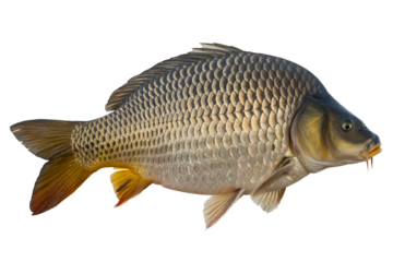 Common carp fish swimming isolated on transparent background