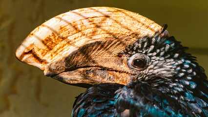 Portrait of Bycanistes brevis, Silvery-cheeked Hornbill, on a sunny summer day