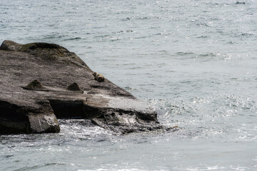 Lone baby seal rests on a rocky shoreline over dark ocean water, gentle waves shimmer in the sunlight, capturing a peaceful moment in a coastal wildlife setting.
