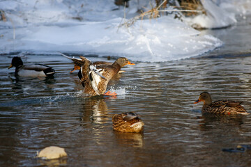 Canards colverts sur la rivi&egrave;re en hiver. Qu&eacute;bec, Canada.