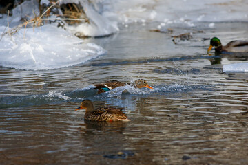 Canards colverts sur la rivi&egrave;re en hiver. Qu&eacute;bec, Canada.