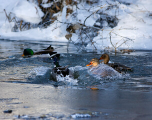 Canards colverts sur la rivi&egrave;re en hiver. Qu&eacute;bec, Canada.