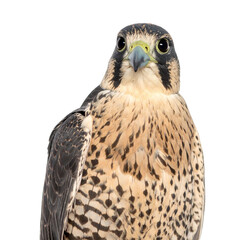 Peregrine falcon bird portrait isolated on black background