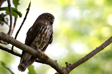 A striking, detailed of a Brown Hawk owl, Brown boobook perched on a dark, mossy branch, set against a beautifully soft, blurred background of lush green tropical foliage.