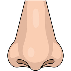 Illustration of a Human Nose