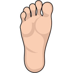 Illustration of Human Foot Anatomy on Black
