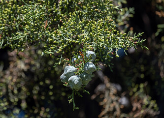 Blue cypress tree. Leaves and cones. cupresus arizonica.