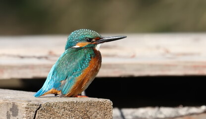 Common Kingfisher, alcedo atthis, birds of Montenegro