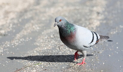 Close up pigeon on beach, birds of Montenegro