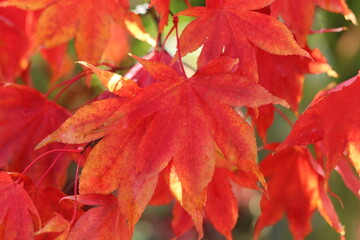 Red leaves on an acer or red maple tree