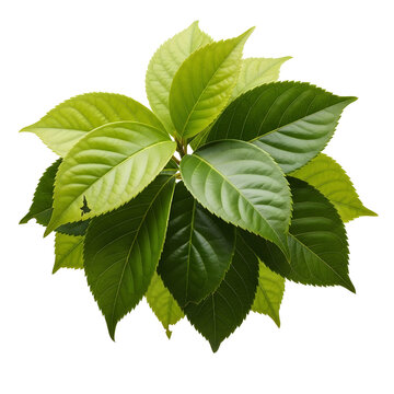 Green plant with fresh bright leaves isolated on transparent background top view studio shot