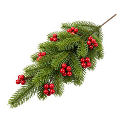 Fresh green fir branch with red berries
