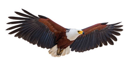 Obraz premium African Fish Eagle in Flight Isolated