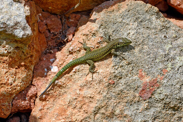 Menorca Wall Lizard, Moroccan rock lizard // Brilleneidechse (Scelarcis perspicillata perspicillata) - Menorca, Balearic Islands, Spain