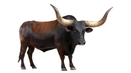 Ankole-Watusi Bull Isolated