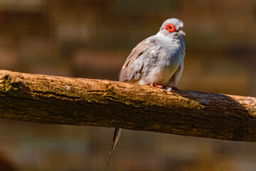 Geopelia cuneata, Diamond Dove, on a sunny summer day