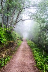 Fototapeta premium 나무, 경로, 네이처, 길거리, green, 공원, 경관, 여름, 봄, 산책로, 보도, 가을, 통로, 나뭇잎, 단풍, 국가, 걷다, 목초, 때