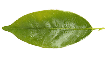 Obraz premium Citrus Leaf Isolated