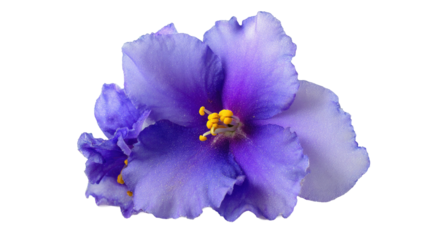 Close-up of an African Violet