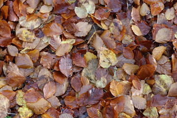 Obraz premium Layer of brown leaves in autumn