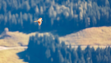 Falco tinnunculus, common kestrel, on the hunt on a sunny summer day near Mount Harschbichl, Sankt Johann in Tirol, Kitzbuehel, Tyrol, Austria