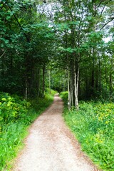 Fototapeta premium 나무, 경로, 네이처, 길거리, green, 공원, 경관, 봄, 여름, 길, 걷다, 통로, 산책로, 나뭇잎, 단풍, 목초, 레인, 보도, 국가, 계절
